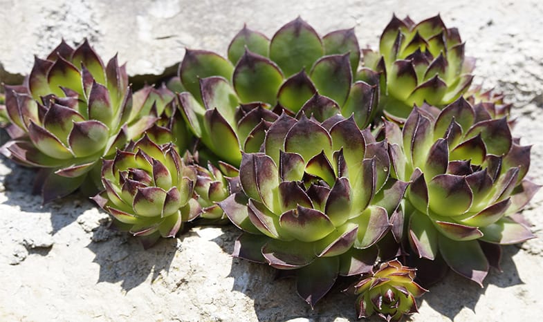 Like all plants succulents are happier living outside