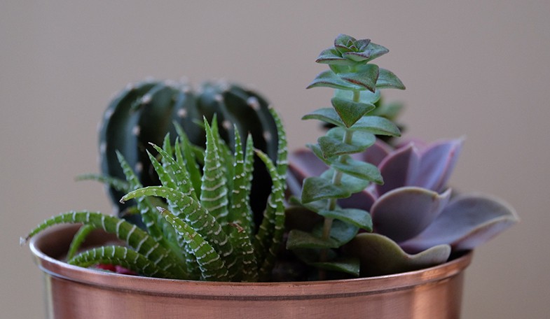 Succulents need plenty of light
