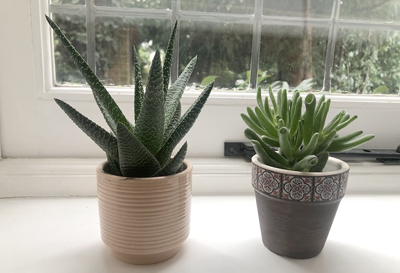 You should make sure your indoor succulents get enough light
