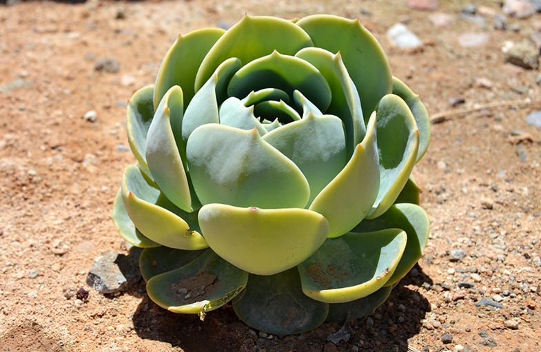 Most succulents need plenty of sunlight