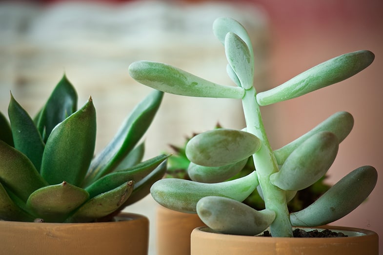 Succulents will stretch if they're not getting enough light