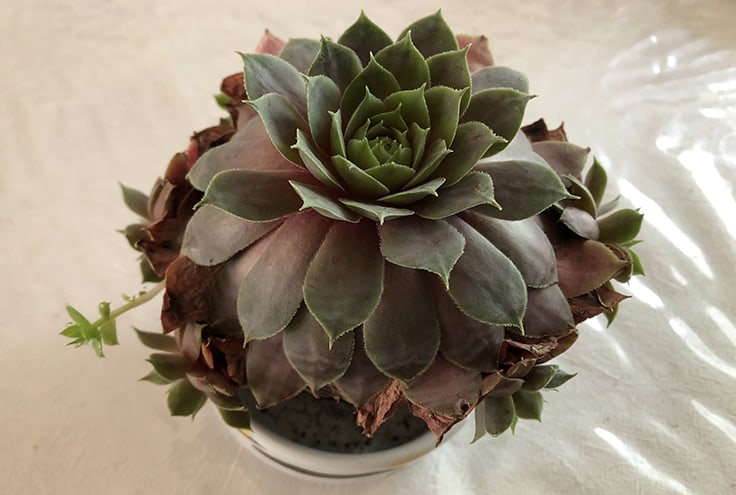 Burned leaves indicate the succulent is getting too much light