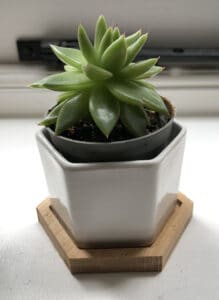 Rotating your succulent will help to keep it uniform
