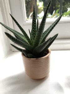 Succulents need plenty of light