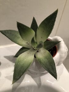 Succulents don't like too much water